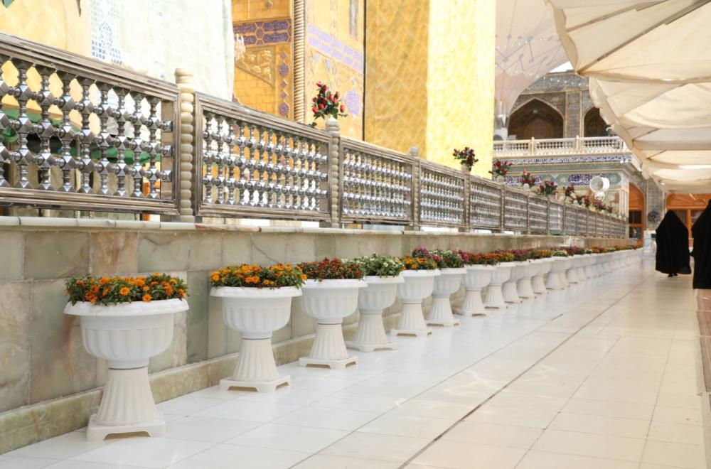 العتبة العلوية تزيّن الصحن المطهر بأكثر من ستة آلاف وردة طبيعية بمناسبة ولادة الإمام الحسن (ع)