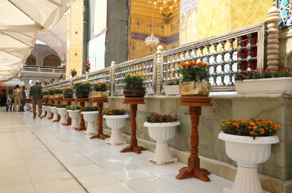 العتبة العلوية تزيّن الصحن المطهر بأكثر من ستة آلاف وردة طبيعية بمناسبة ولادة الإمام الحسن (ع)