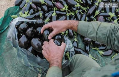 مزرعة فدك في العتبة العلوية تواصل رفد الأسواق بالمنتجات الزراعية ضمن التقنيات الحديثة