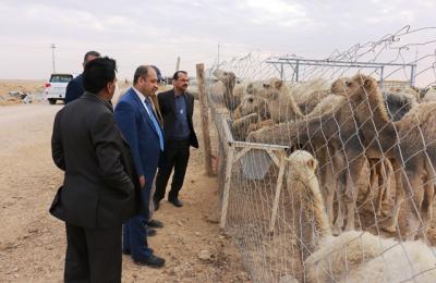 الامانة العامة للعتبة العلوية المقدسة تنشئ حظائر جديدة من قطعان الابل دعما لمشروعها الاستراتيجي في تنمية الثروة الحيوانية في مزرعة فدك الزراعية 