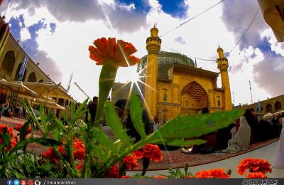 نشر أربعة عشر ألف وردة طبيعية في جوانب المرقد العلوي الطاهر ابتهاجا بذكرى مولد سيد الاوصياء أمير المؤمنين وقائد الغر المحجلين الامام علي بن ابي طالب (عليه السلام)